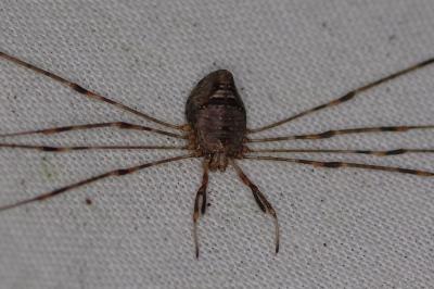 <i>Dicranopalpus ramosus</i>