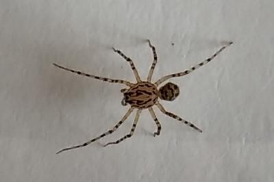 <i>Scytodes thoracica</i>