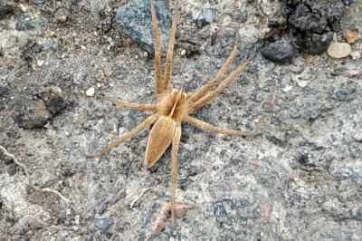 <i>Pisaura mirabilis</i>