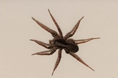 <i>Pardosa</i>