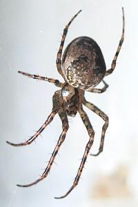 <i>Metellina merianae</i>