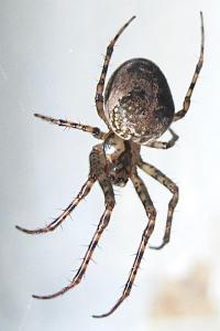 <i>Metellina merianae</i>