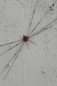 <i>Dicranopalpus ramosus</i>
