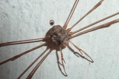 <i>Dicranopalpus ramosus</i>