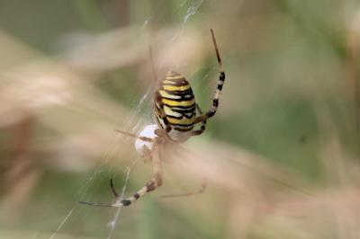 <i>Argiope bruennichi</i>