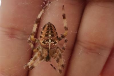 <i>Araneus diadematus</i>