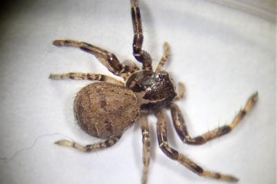 <i>Xysticus</i>