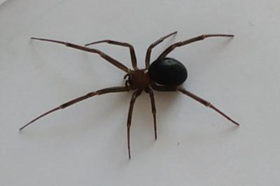 <i>Steatoda grossa</i>