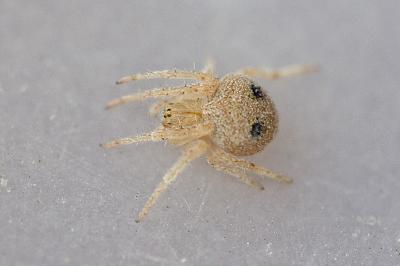 <i>Araneus</i>