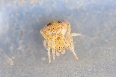 <i>Araneus</i>