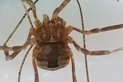 <i>Odiellus spinosus</i>