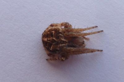 <i>Agalenatea redii</i>