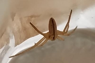 <i>Tibellus</i>