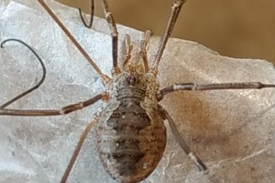 <i>Phalangium opilio</i>