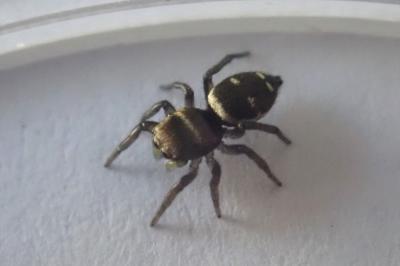 <i>Heliophanus</i>