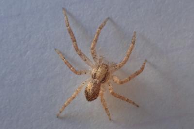 <i>Philodromus</i>