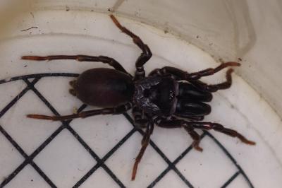 <i>Atypus</i>