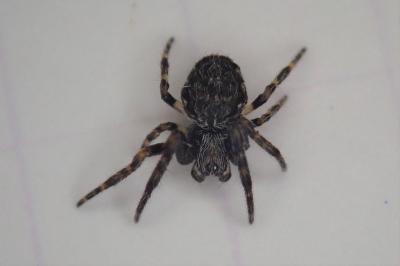 <i>Nuctenea umbratica</i>