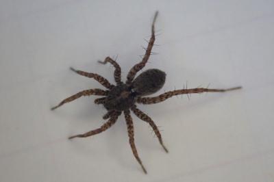 <i>Pardosa</i>