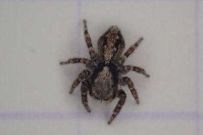 <i>Pseudeuophrys</i>