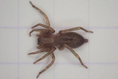 <i>Clubiona</i>