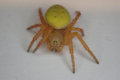 <i>Araniella</i>