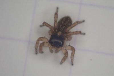 <i>Saitis barbipes</i>