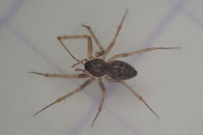 <i>Lepthyphantes</i>
