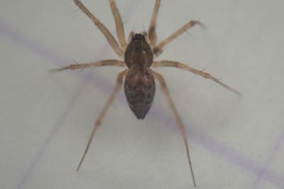 <i>Lepthyphantes</i>