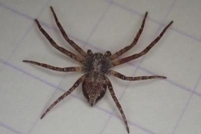 <i>Philodromus</i>