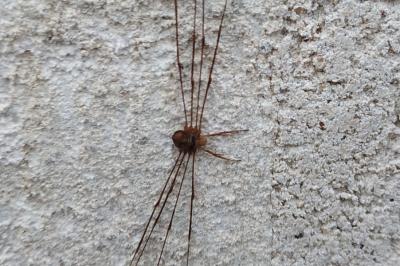 <i>Dicranopalpus ramosus</i>