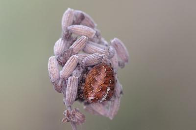 <i>Araneus diadematus</i>