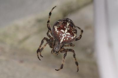 <i>Araneus diadematus</i>