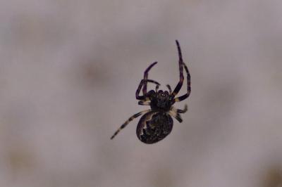 <i>Nuctenea umbratica</i>