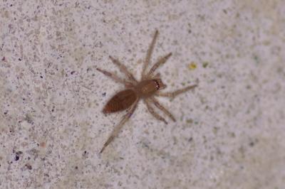 <i>Clubiona</i>