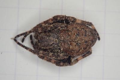 <i>Nuctenea umbratica</i>