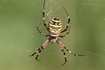 <i>Argiope bruennichi</i>
