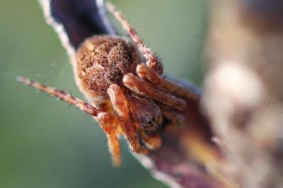 <i>Agalenatea redii</i>