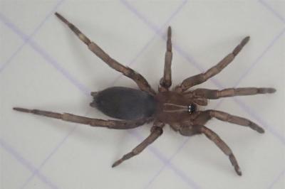 <i>Drassodes</i>