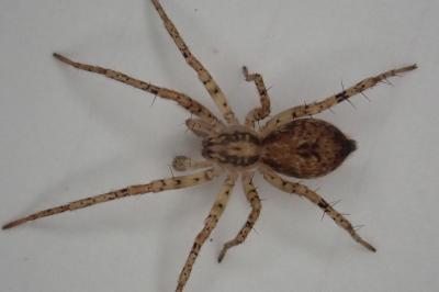 <i>Anyphaena accentuata</i>