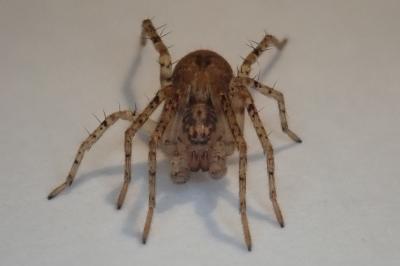 <i>Anyphaena accentuata</i>