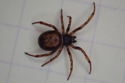 <i>Steatoda bipunctata</i>