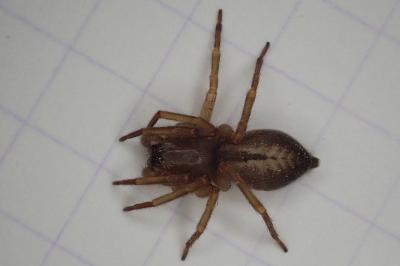 <i>Clubiona</i>