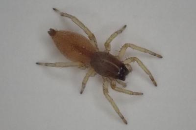 <i>Clubiona</i>