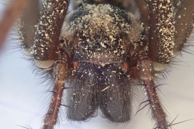 <i>Eratigena</i>