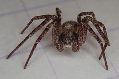 <i>Philodromus</i>