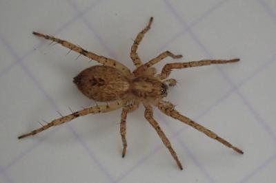 <i>Anyphaena accentuata</i>