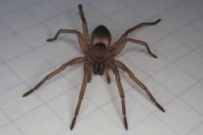 <i>Drassodes</i>