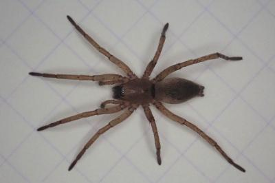 <i>Drassodes</i>