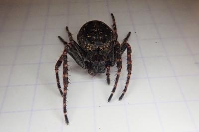 <i>Nuctenea umbratica</i>